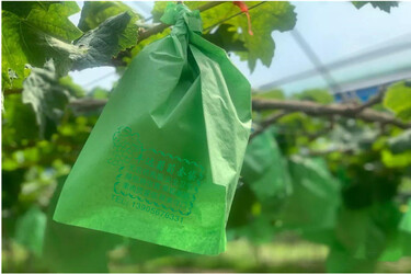 葡萄套袋